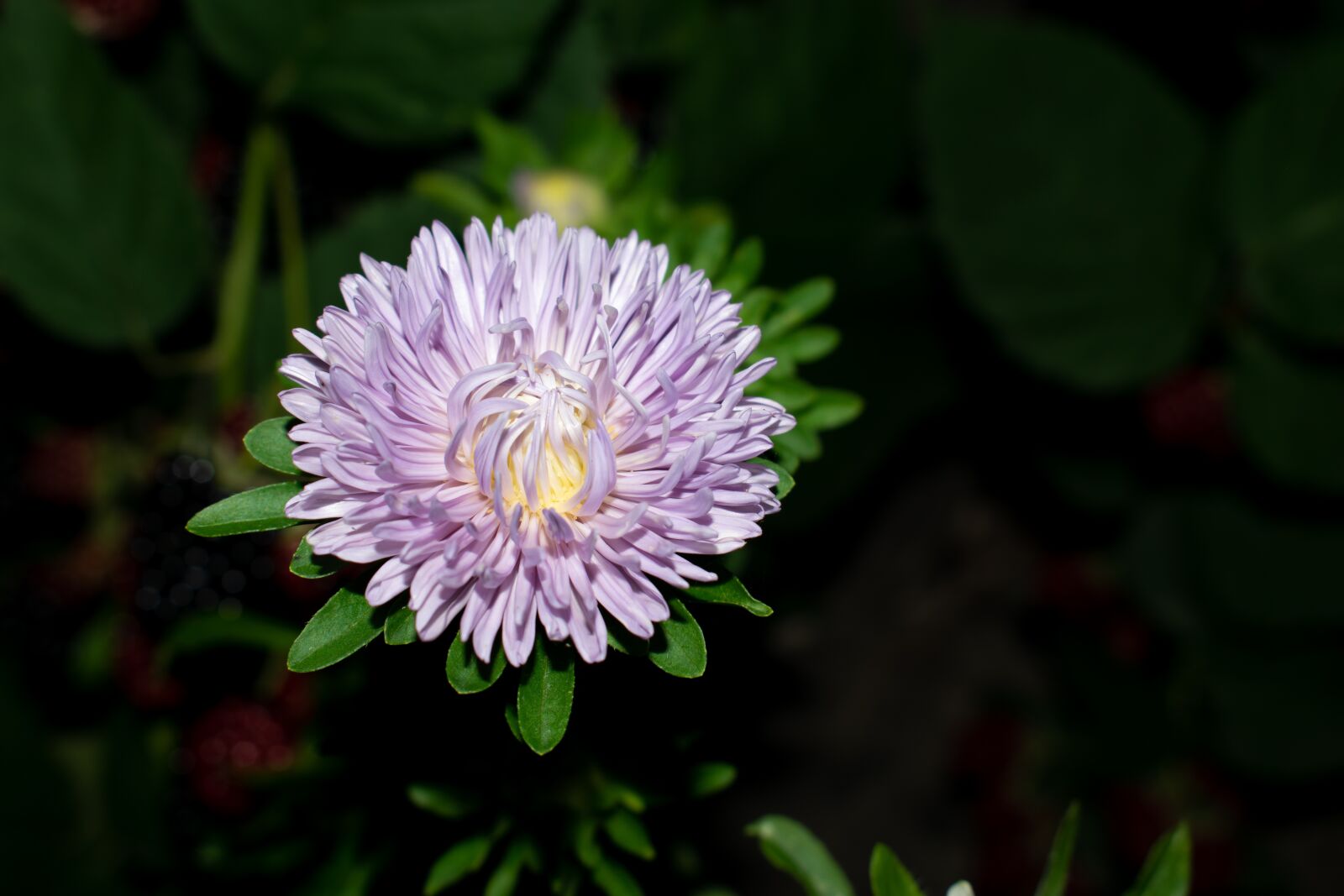 Nikon D5300 sample photo. White blossom, purple flower photography