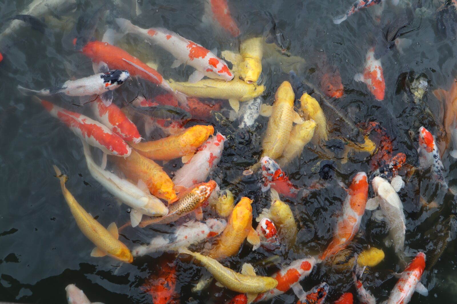 Canon EOS M50 (EOS Kiss M) sample photo. Fish, swimming, carp photography