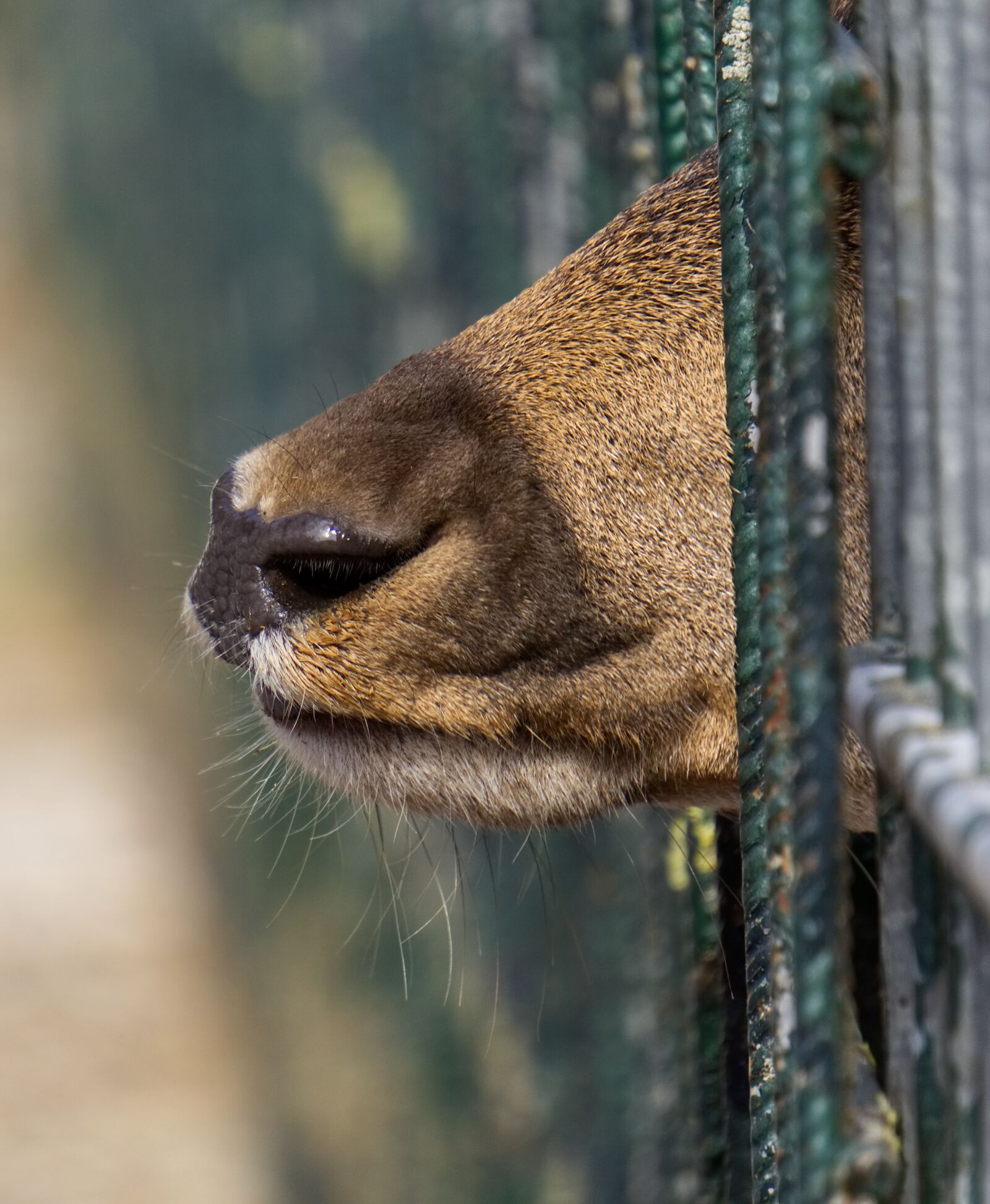 Sony a6000 sample photo. Roe deer, snout, mouth photography