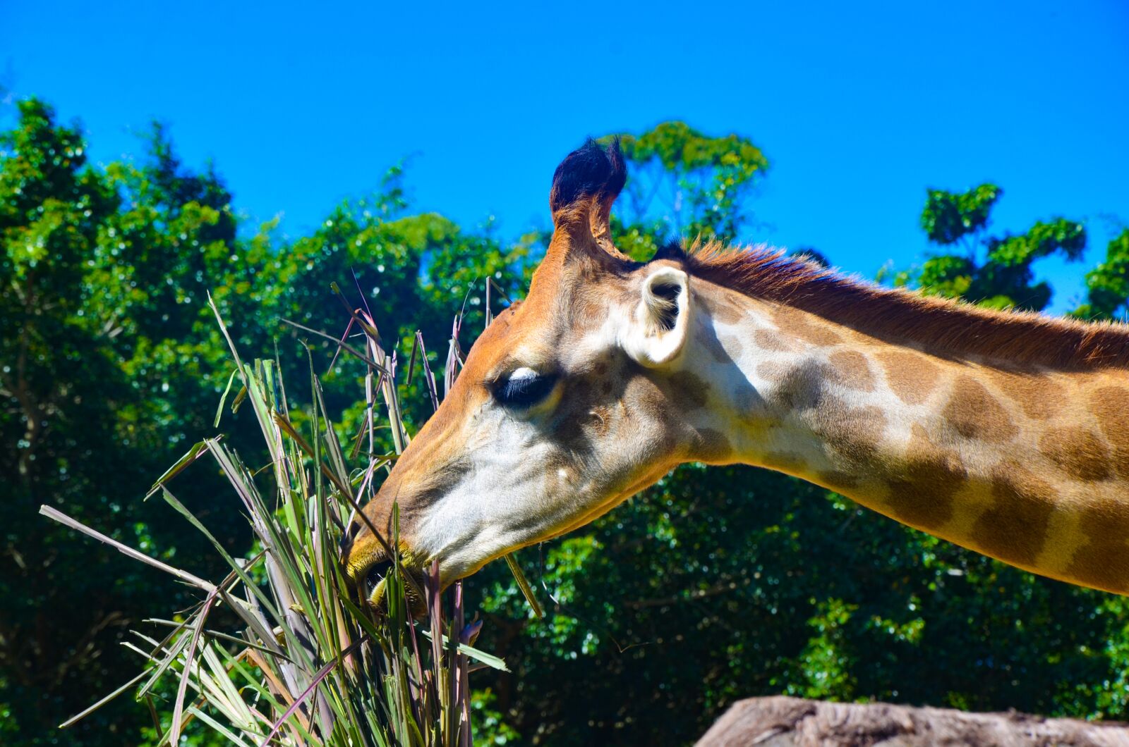 Nikon D7000 sample photo. Giraffe, park, zoo photography