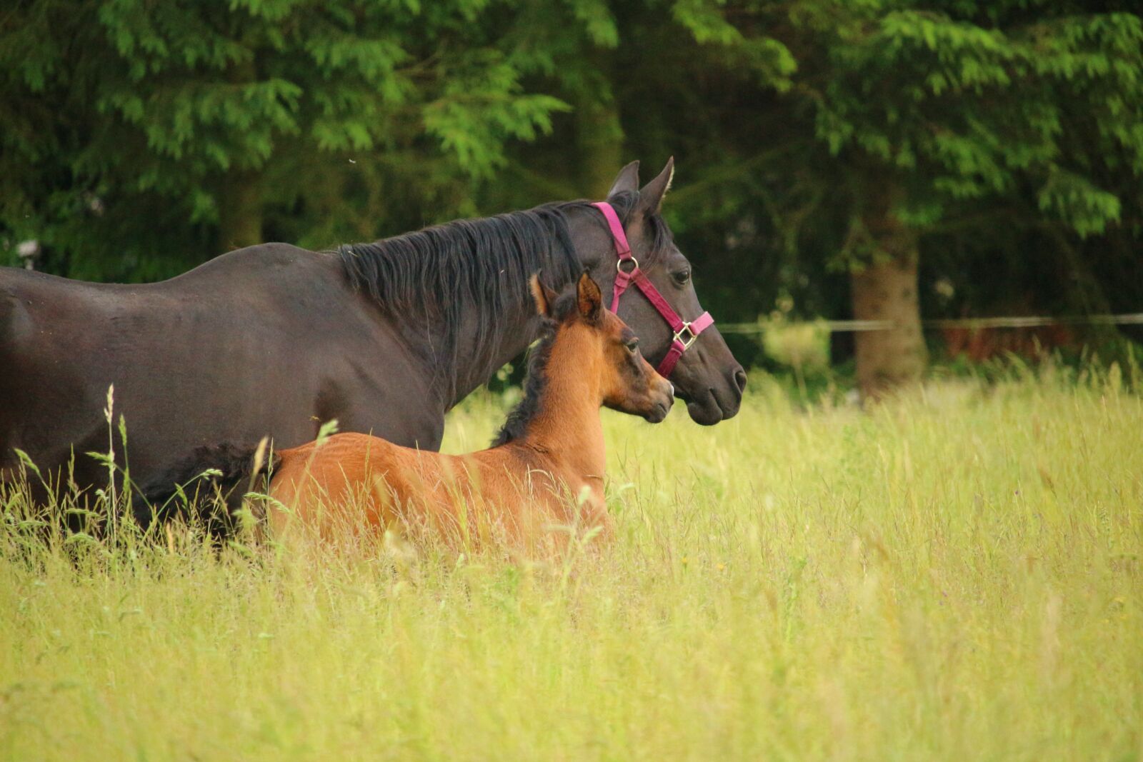 Canon EOS 100D (EOS Rebel SL1 / EOS Kiss X7) sample photo. Horse, foal, mare with photography