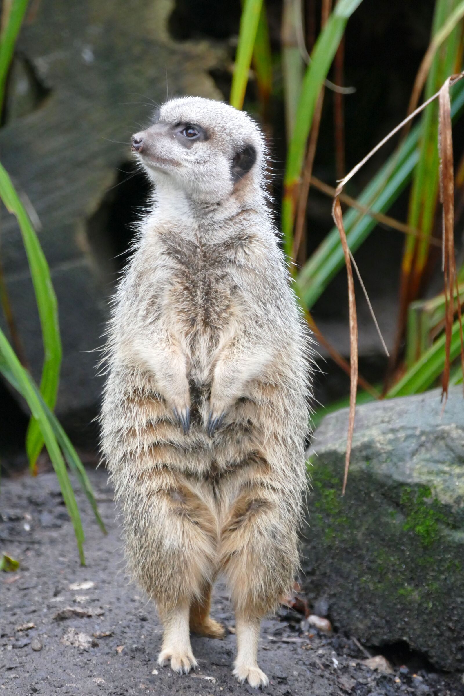 Panasonic Lumix DMC-FZ1000 sample photo. Animals, meerkats, meerkat photography