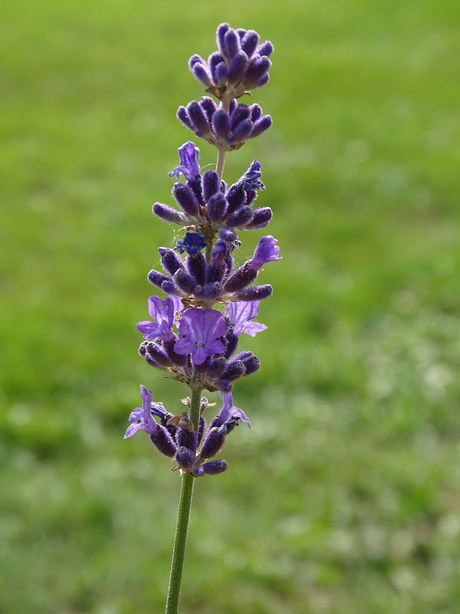 Sony Cyber-shot DSC-HX400V sample photo. Lavender, flower, nature photography