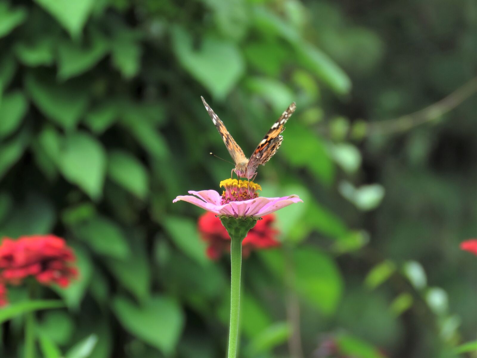 Canon PowerShot SX60 HS sample photo. Butterfly, flower garden, tropical photography
