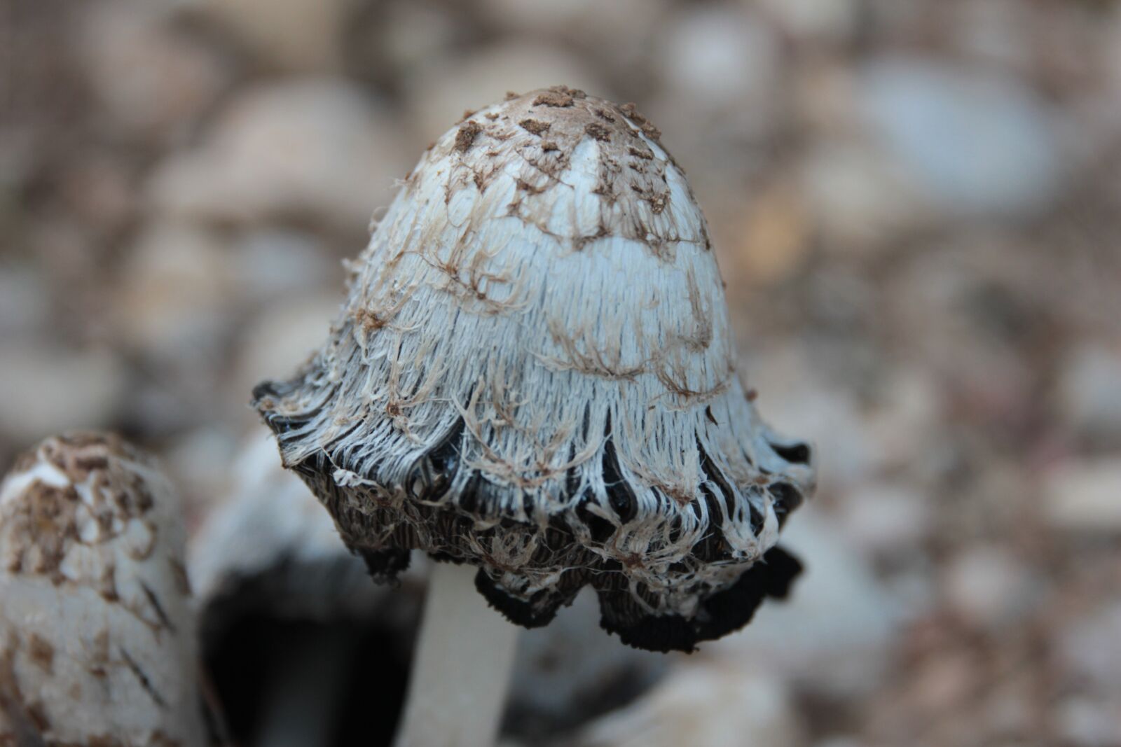 Canon EOS 550D (EOS Rebel T2i / EOS Kiss X4) sample photo. Mushroom, nature, forest photography