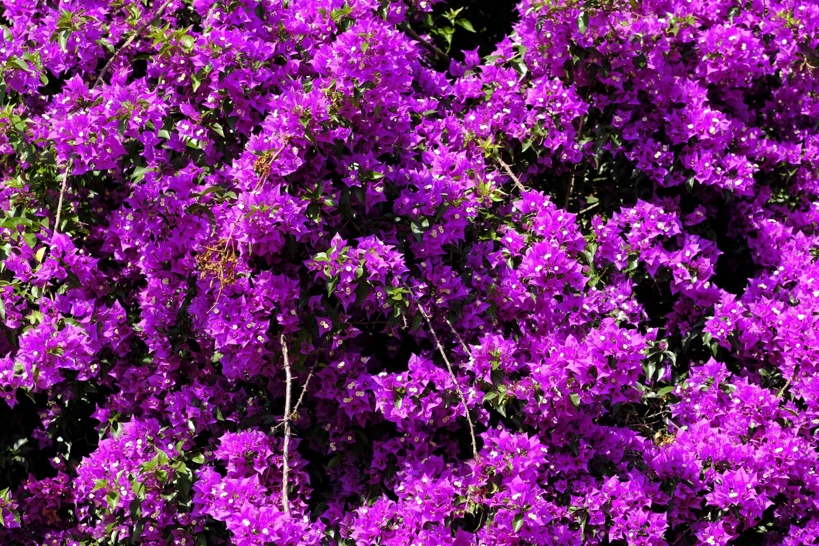 Fujifilm X-T2 + Fujifilm XF 80mm F2.8 R LM OIS WR Macro sample photo. Triple flower, bougainvillea, bougainville photography