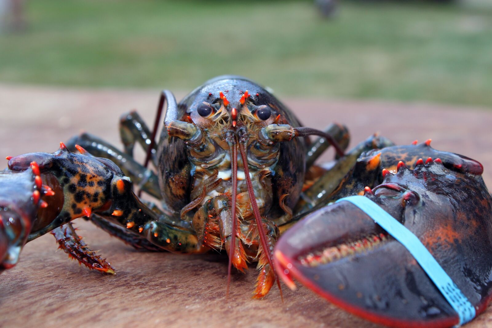 Canon EOS 500D (EOS Rebel T1i / EOS Kiss X3) sample photo. Lobster, maine, crustacaen photography