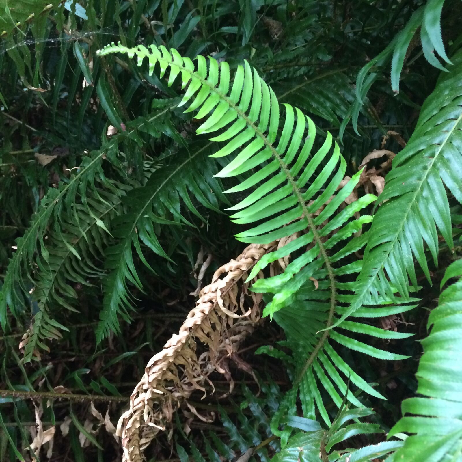 iPhone 5s back camera 4.15mm f/2.2 sample photo. Fern, plant photography