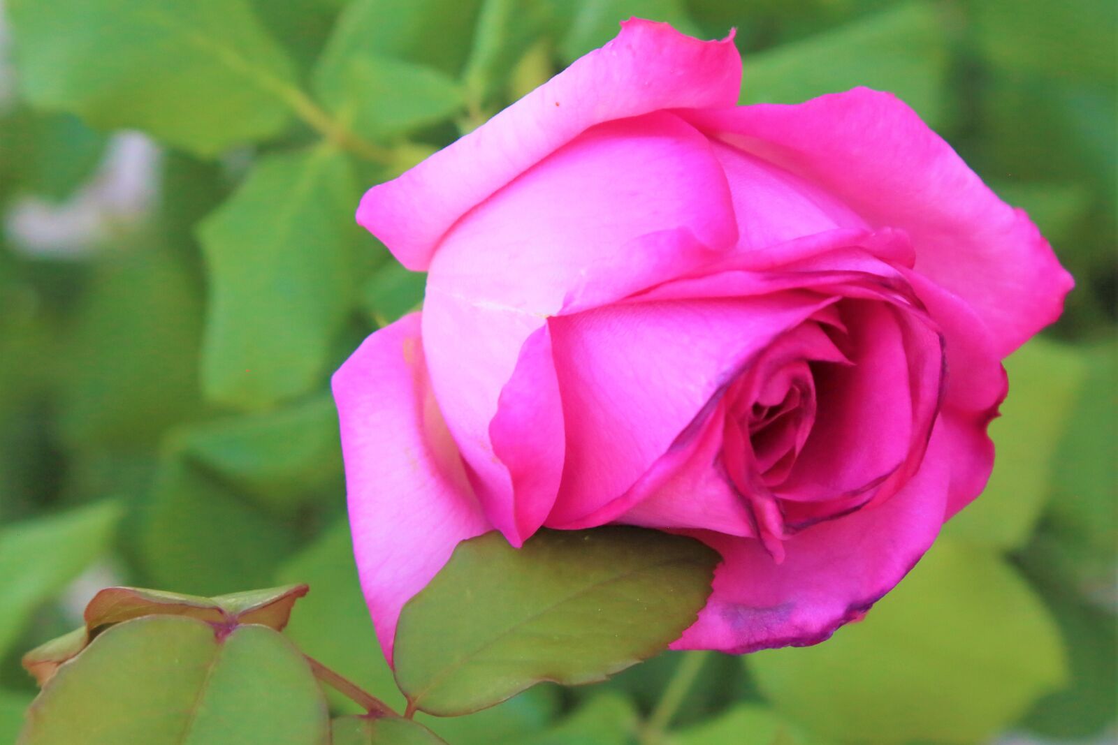 Canon EF 24-105mm F4L IS USM sample photo. Rose, spring, nature photography