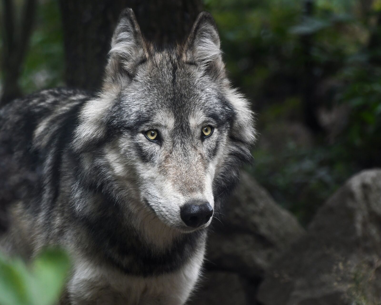 Nikon D500 sample photo. Wolf, predator, grey photography