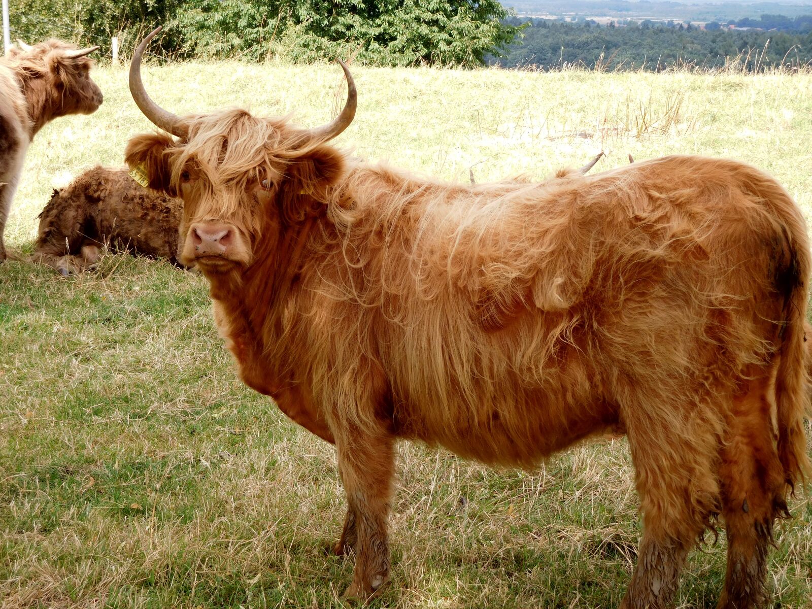 Nikon Coolpix S7000 sample photo. Beef, pasture, cow photography