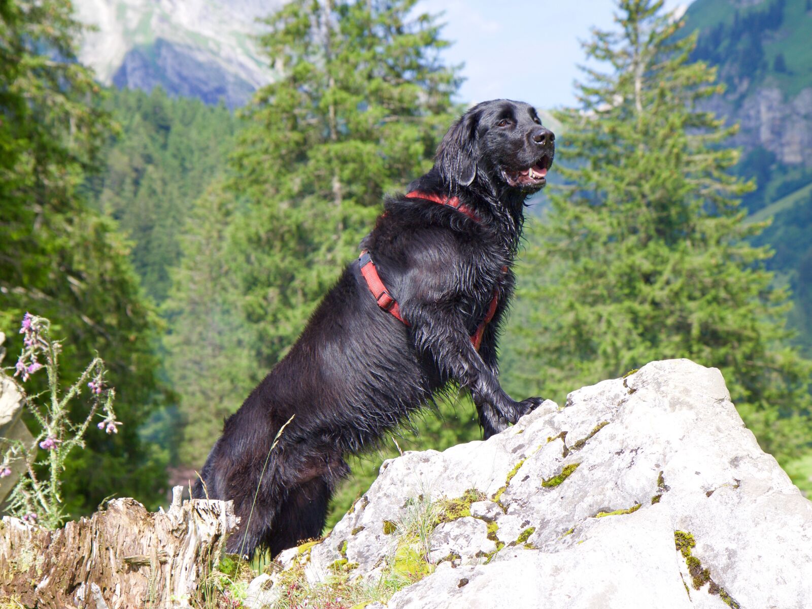 Canon EOS 70D sample photo. Dog, flat coated retriever photography
