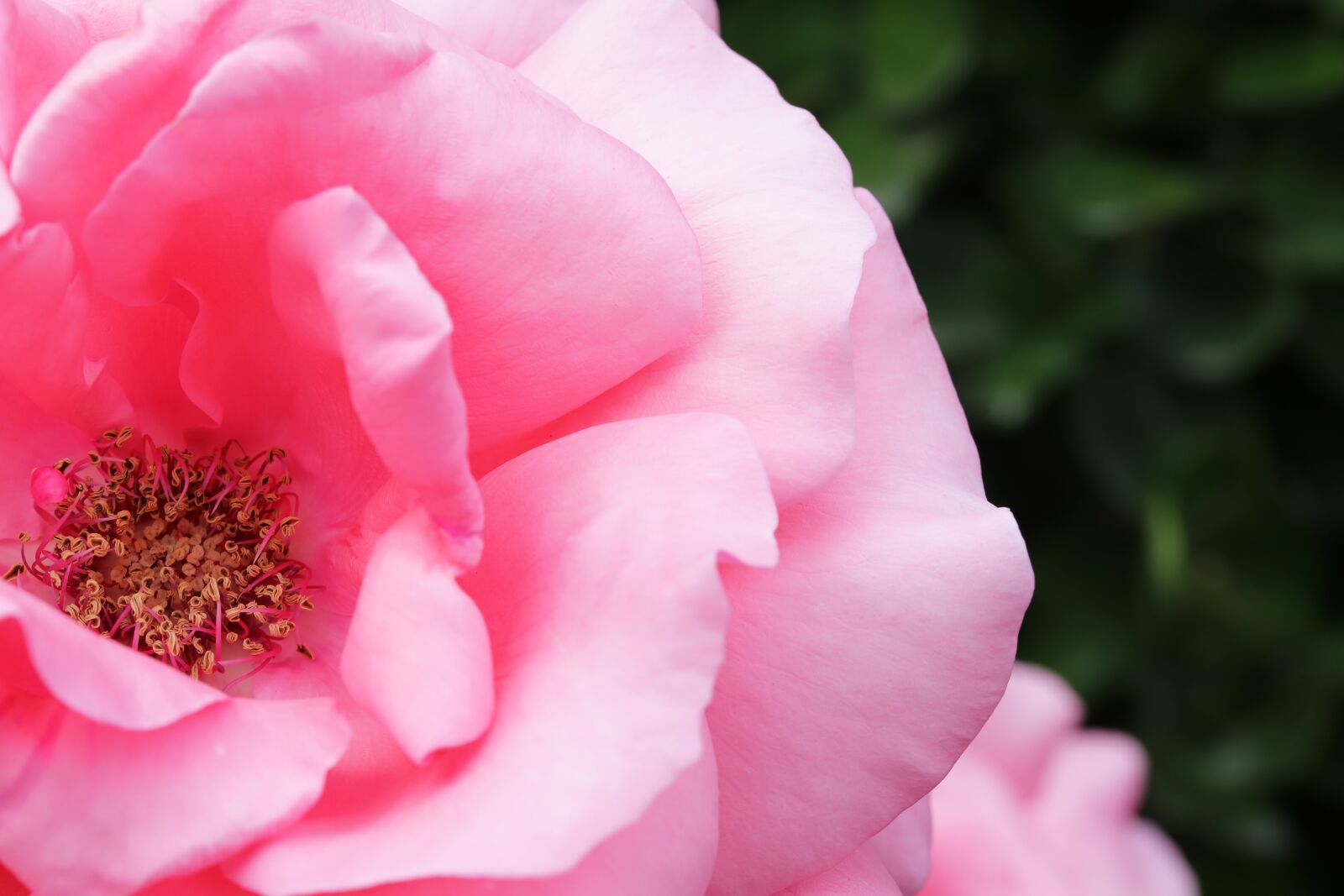 Canon EOS 6D Mark II sample photo. Rose, flowers, love photography