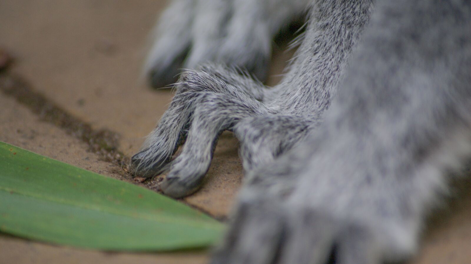 Sony Alpha DSLR-A230 sample photo. Spider, paw, macro photography