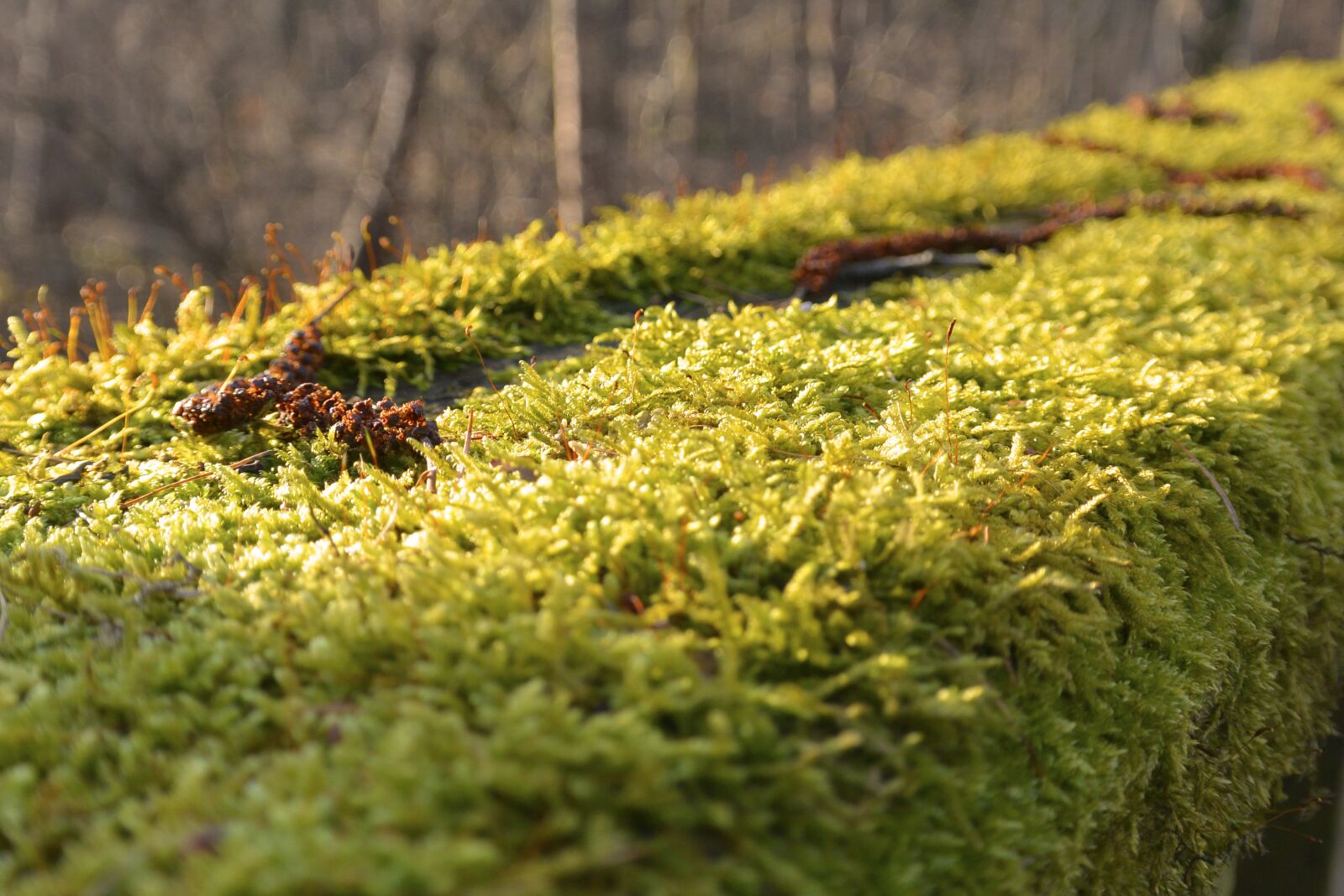 Nikon 1 V2 sample photo. Moss, forest, nature photography