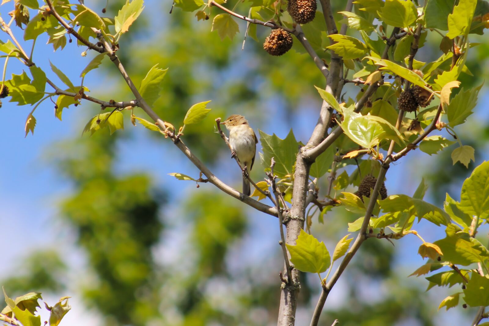 Canon EOS 550D (EOS Rebel T2i / EOS Kiss X4) sample photo. Willow warbler, songbird, branch photography