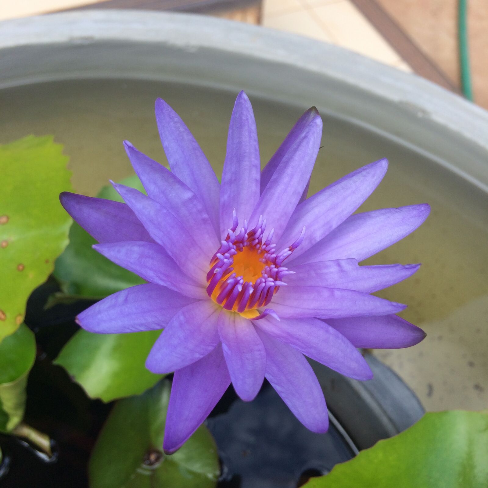 iPhone 5s back camera 4.15mm f/2.2 sample photo. Lotus, magnificent, pretty photography