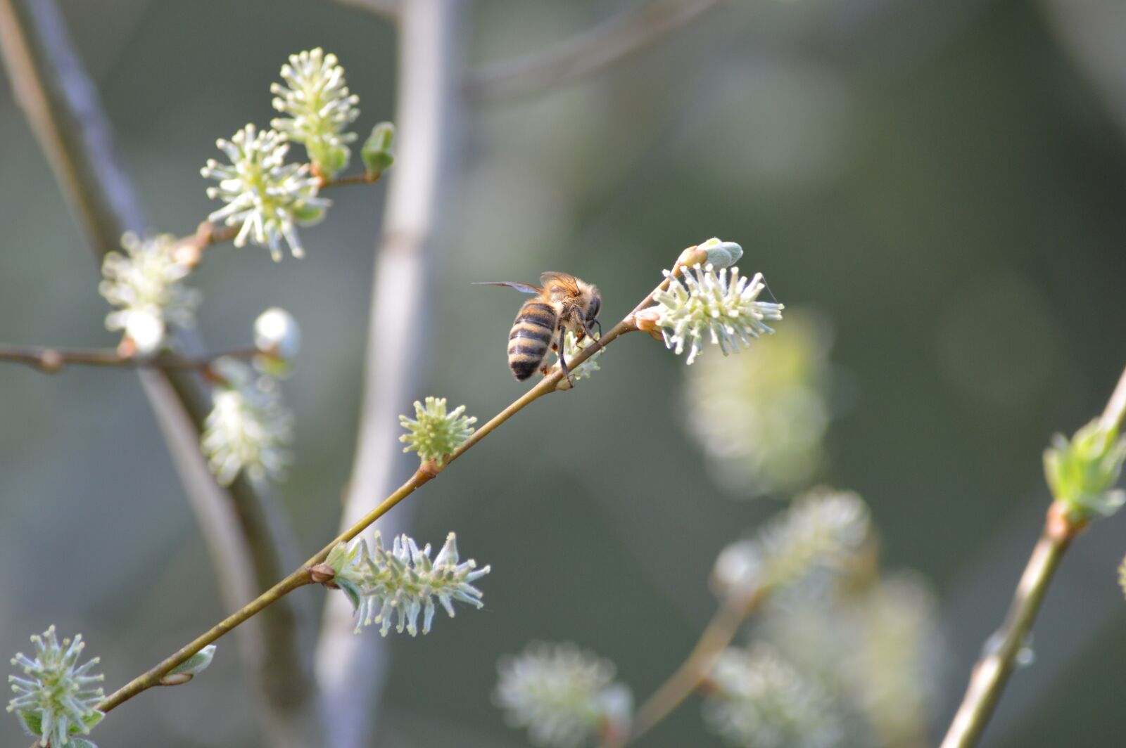 Nikon D3200 sample photo. Bee, flowers, insect photography