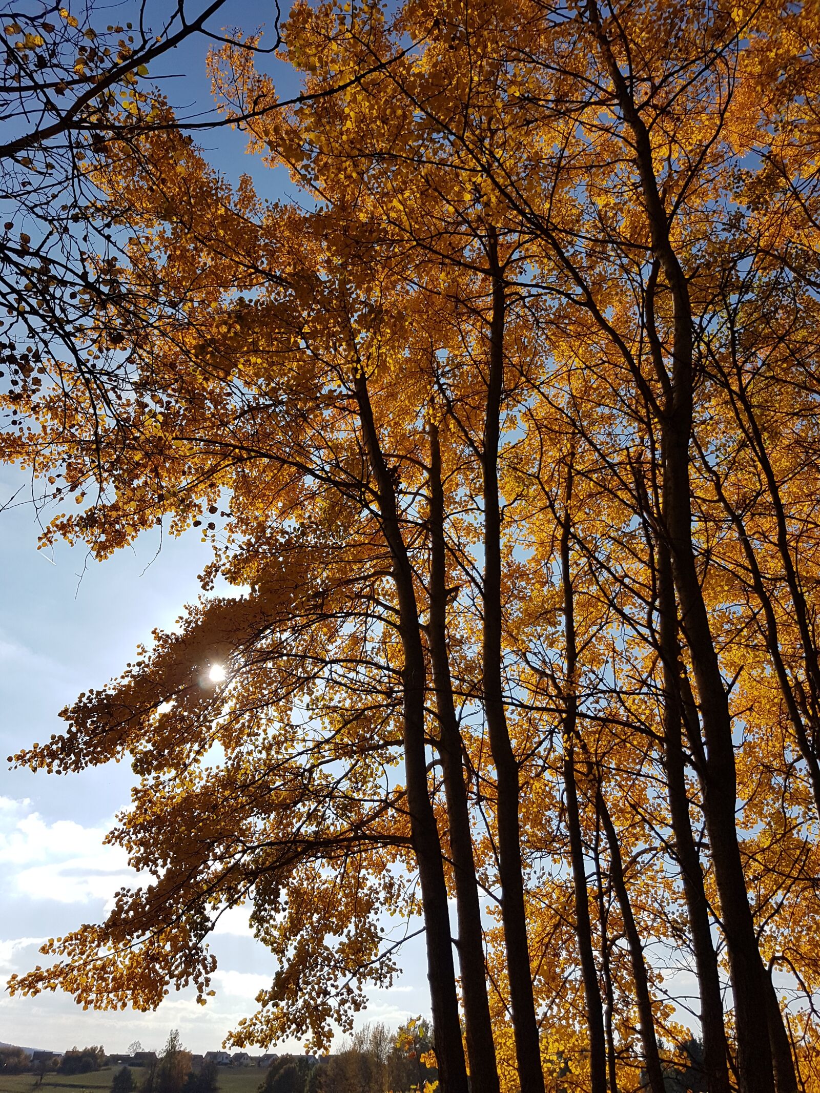 Samsung Galaxy S7 sample photo. Autumn, orange, trees photography