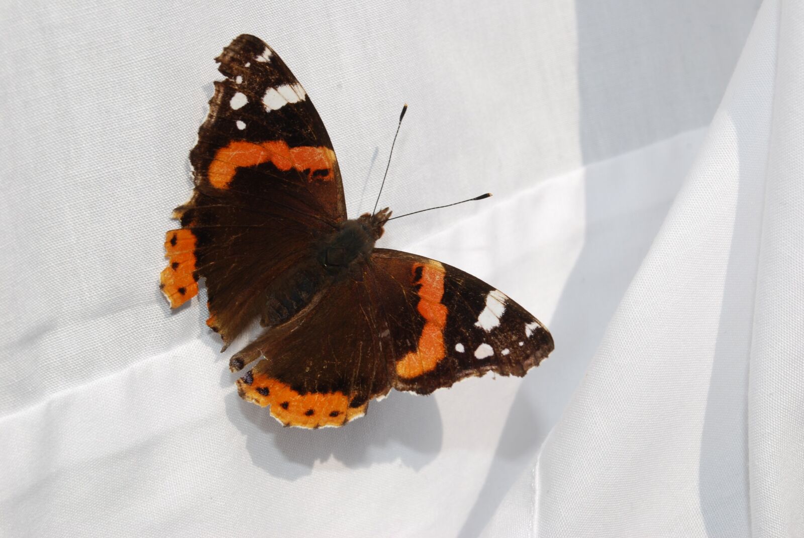 Nikon D60 sample photo. Butterfly, linen, red photography