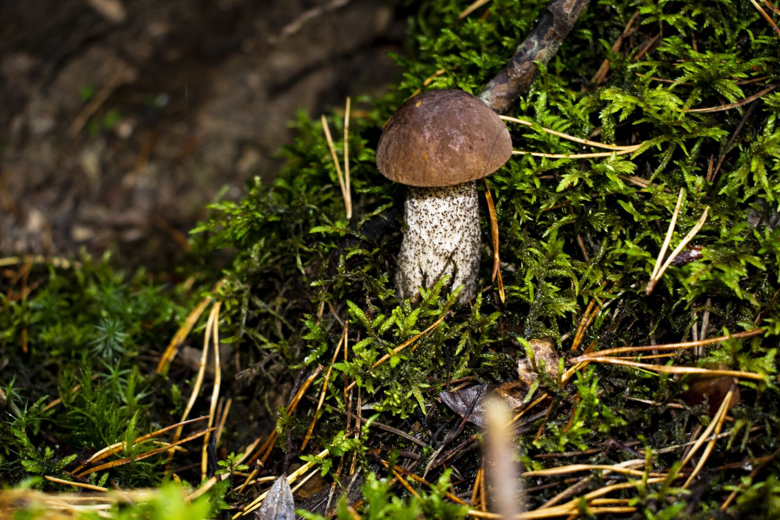 Nikon D3500 sample photo. Mushroom, rough boletus, moss photography