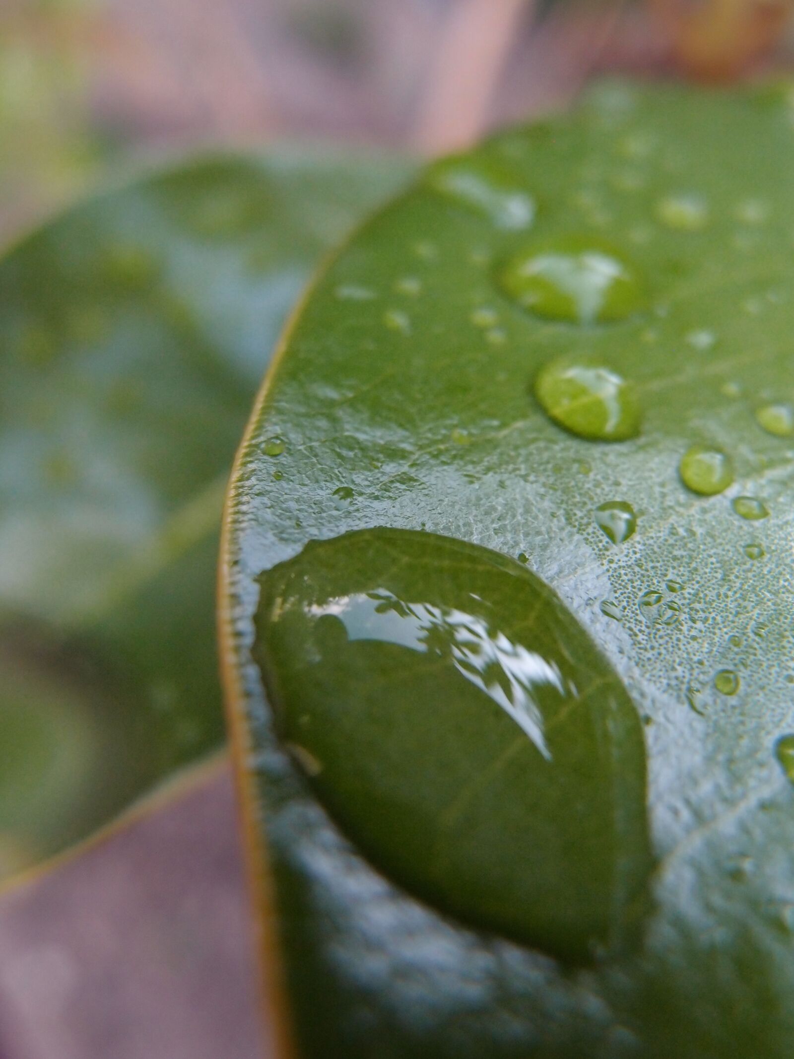 Olympus XZ-1 sample photo. Drop, rocio, leaf photography