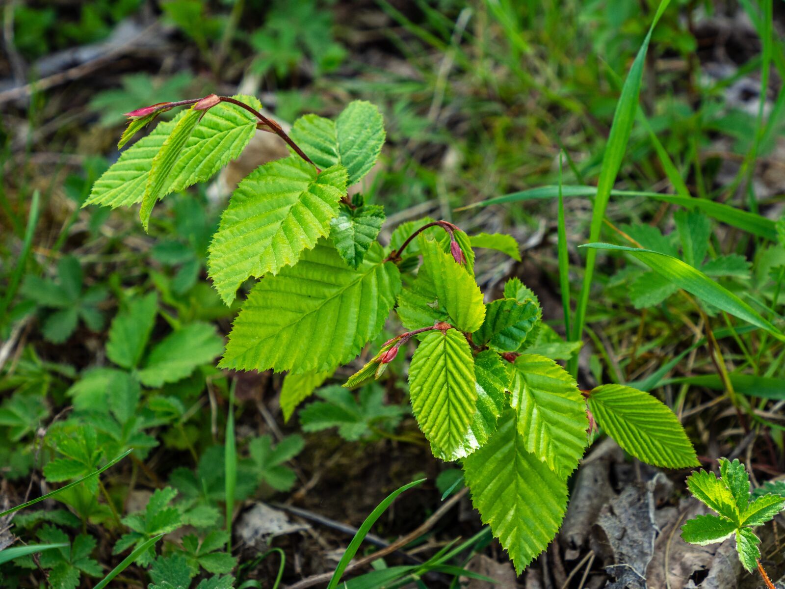 Olympus OM-D E-M10 III sample photo. Hornbeam, tree, young photography