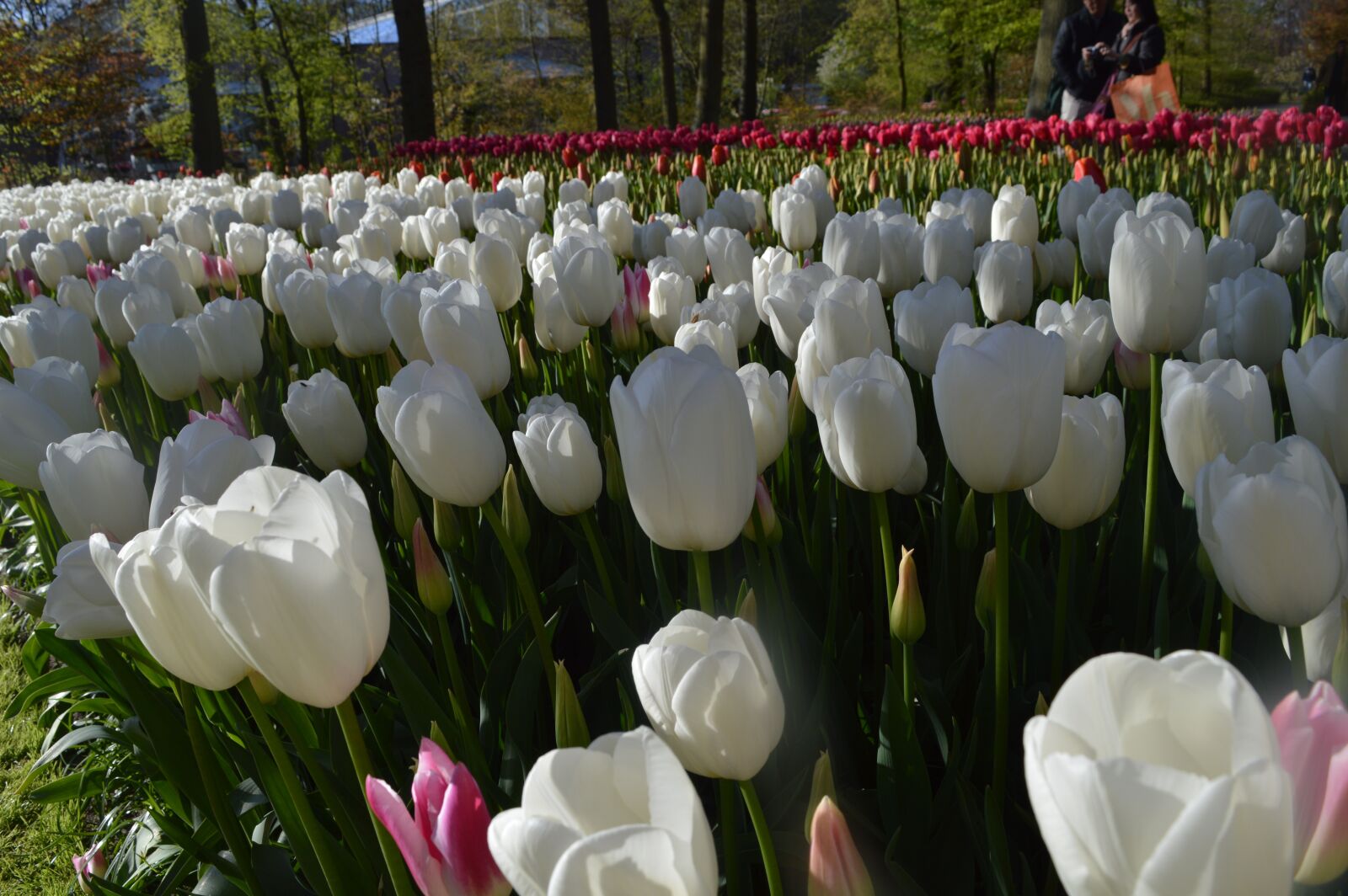 Nikon D3200 sample photo. Tulips, flower, netherlands photography