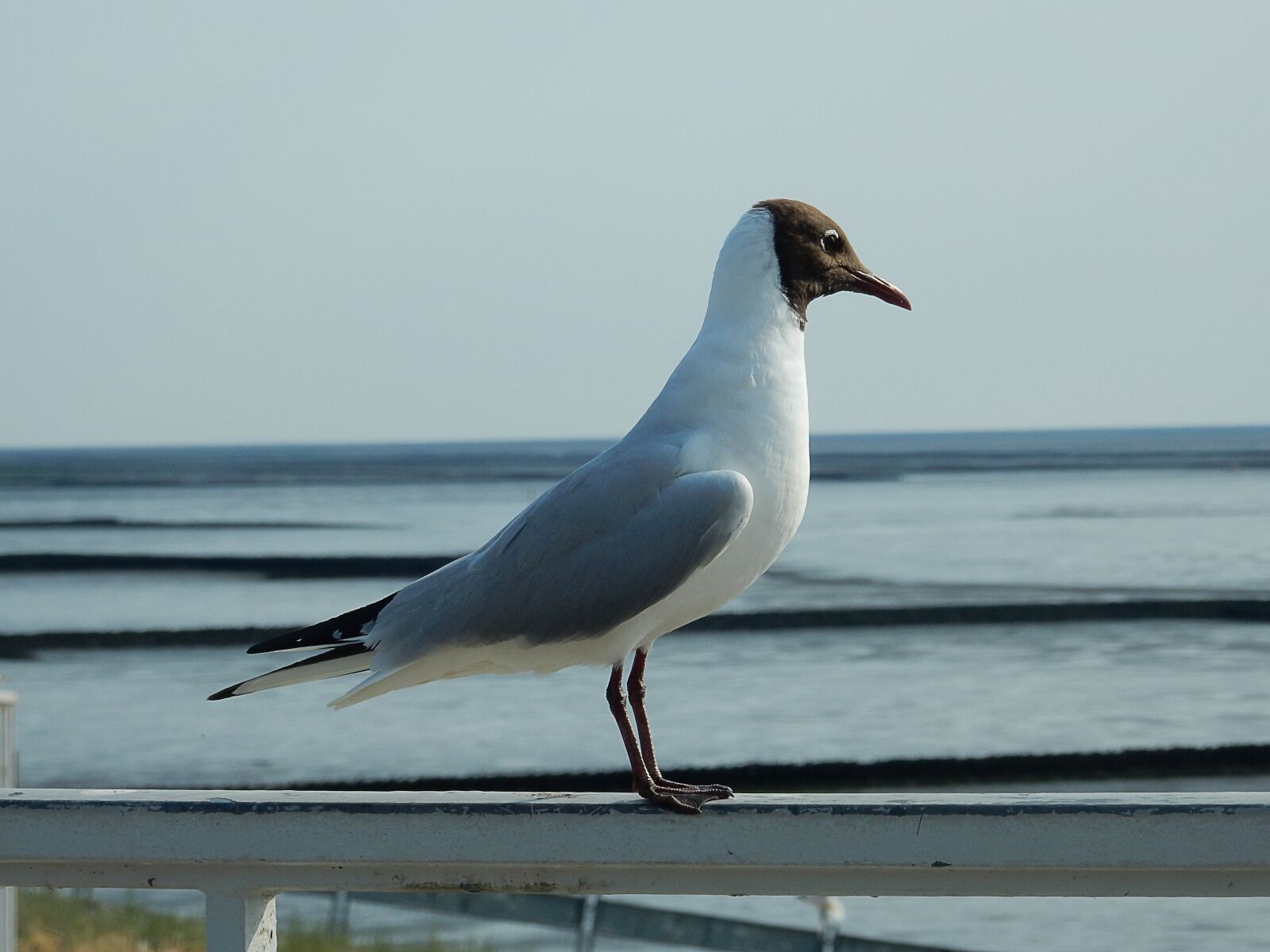 Nikon Coolpix S9900 sample photo. Arctic tern, tern, bird photography