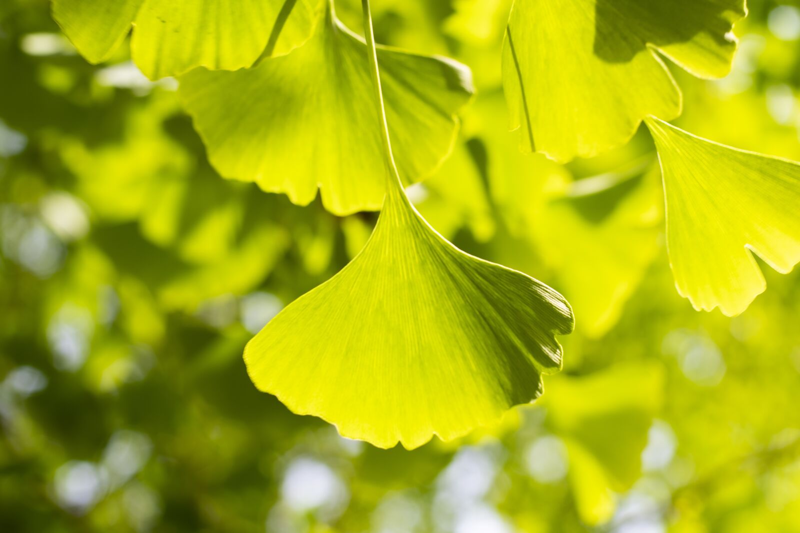 Nikon D7500 sample photo. Plant, spring, leaf photography