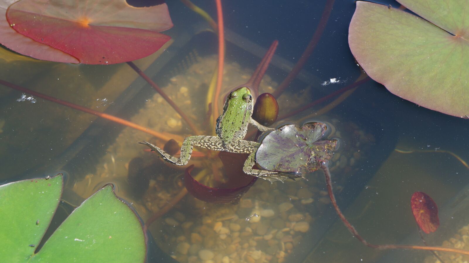 Sony Alpha a3000 + Sony E 18-55mm F3.5-5.6 OSS sample photo. Frog, garden pond, frog photography