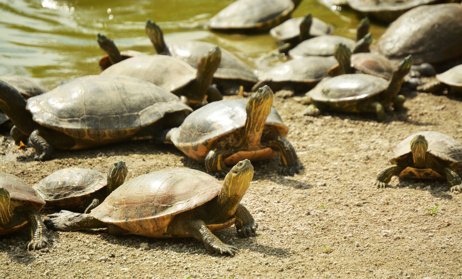 Nikon D5200 sample photo. Turtle, animal, foreground photography