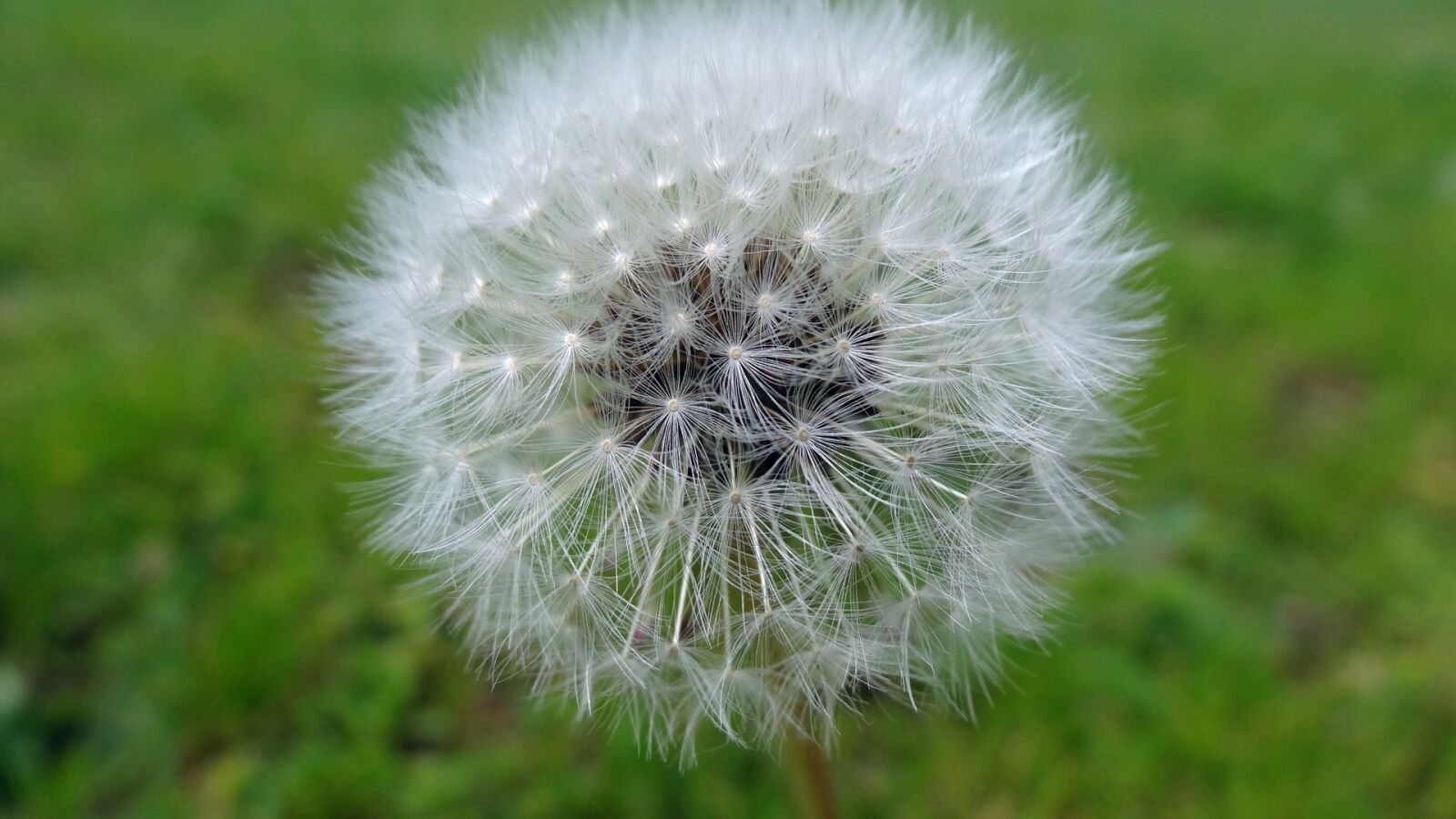 Sony Cyber-shot DSC-HX20V sample photo. Dandelion, nature, flora photography