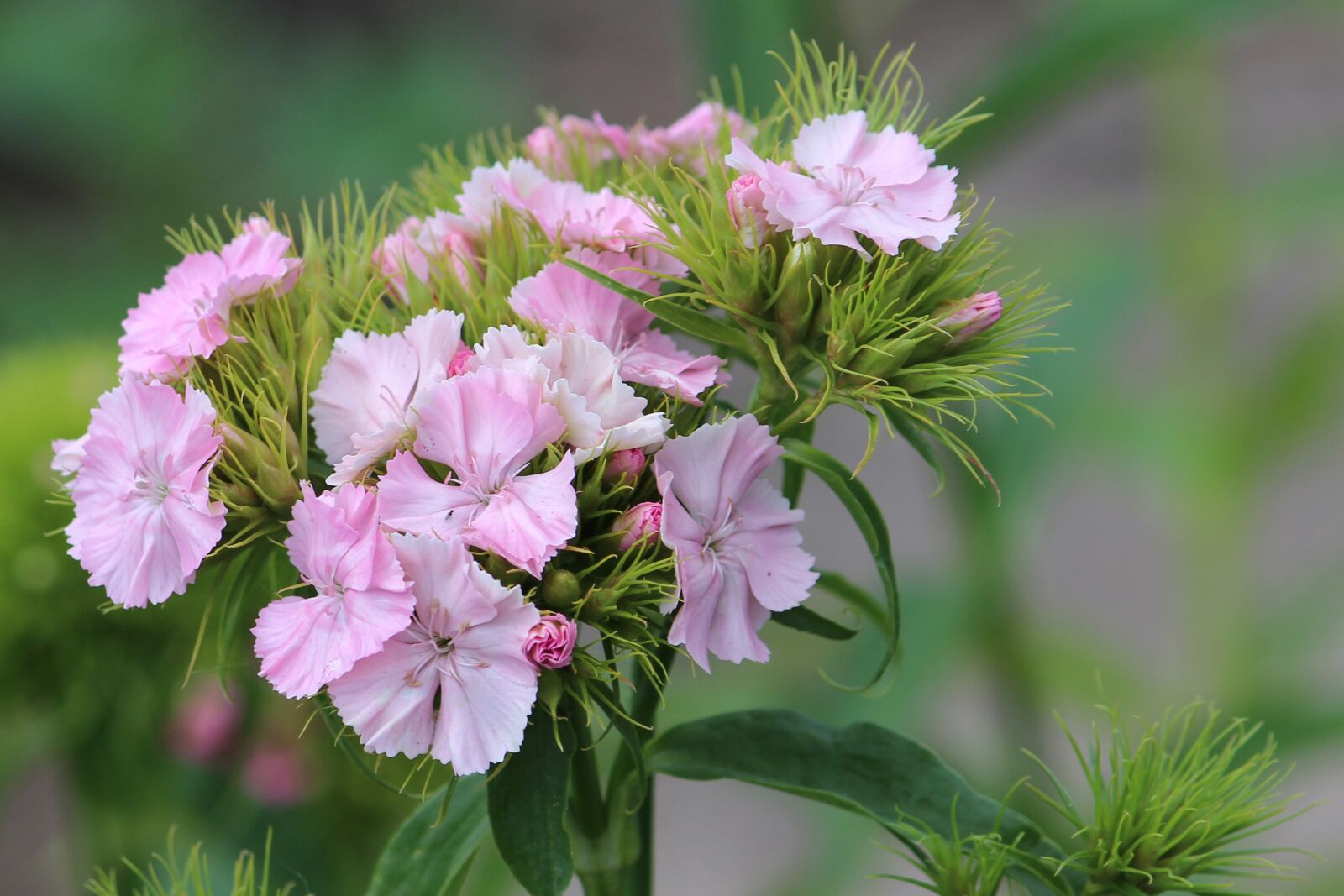 Canon EF-S 55-250mm F4-5.6 IS II sample photo. Bartrnelke, blossom, bloom photography