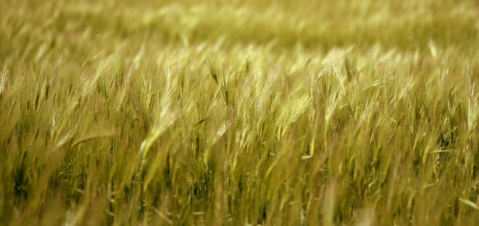 Canon EOS 450D (EOS Rebel XSi / EOS Kiss X2) sample photo. Barley, grain, plain photography