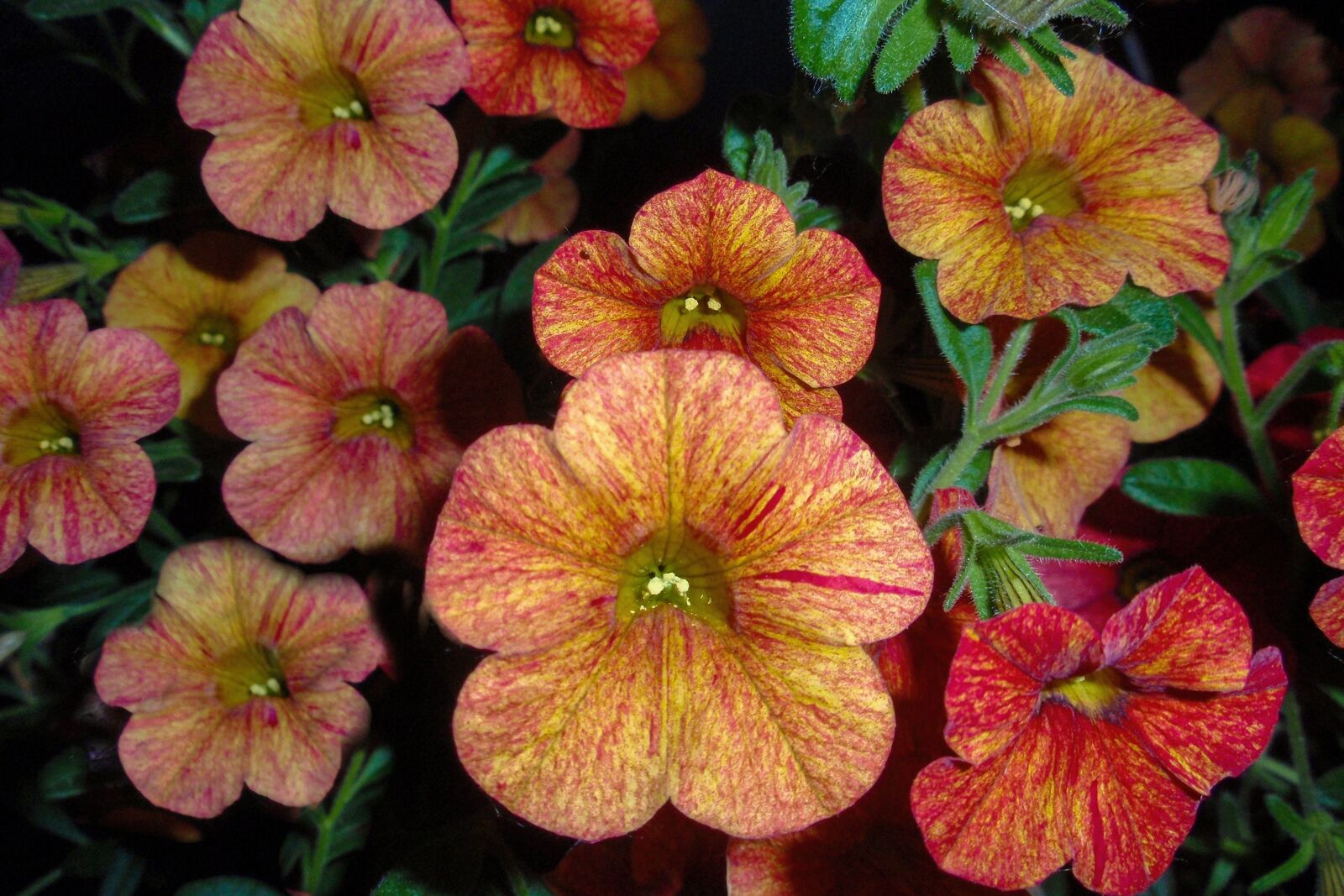 Olympus u1010,S1010 sample photo. Flowers, plants, nature photography