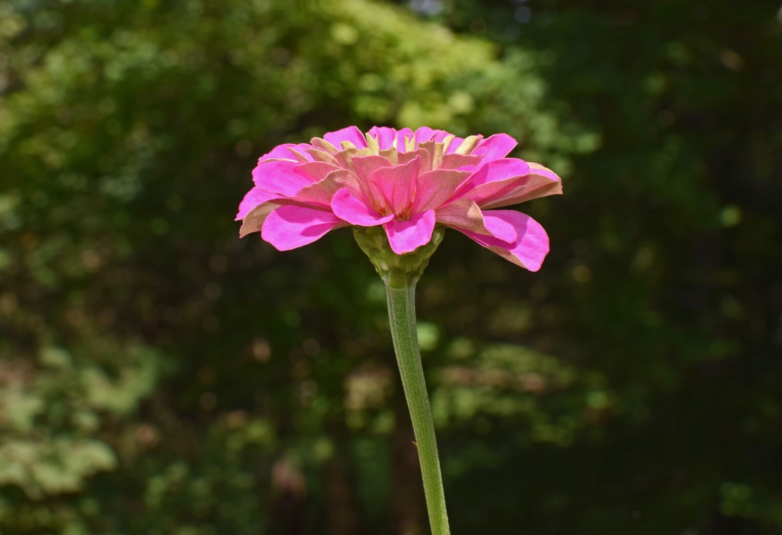 Nikon D3300 sample photo. Pink and green zinnia photography
