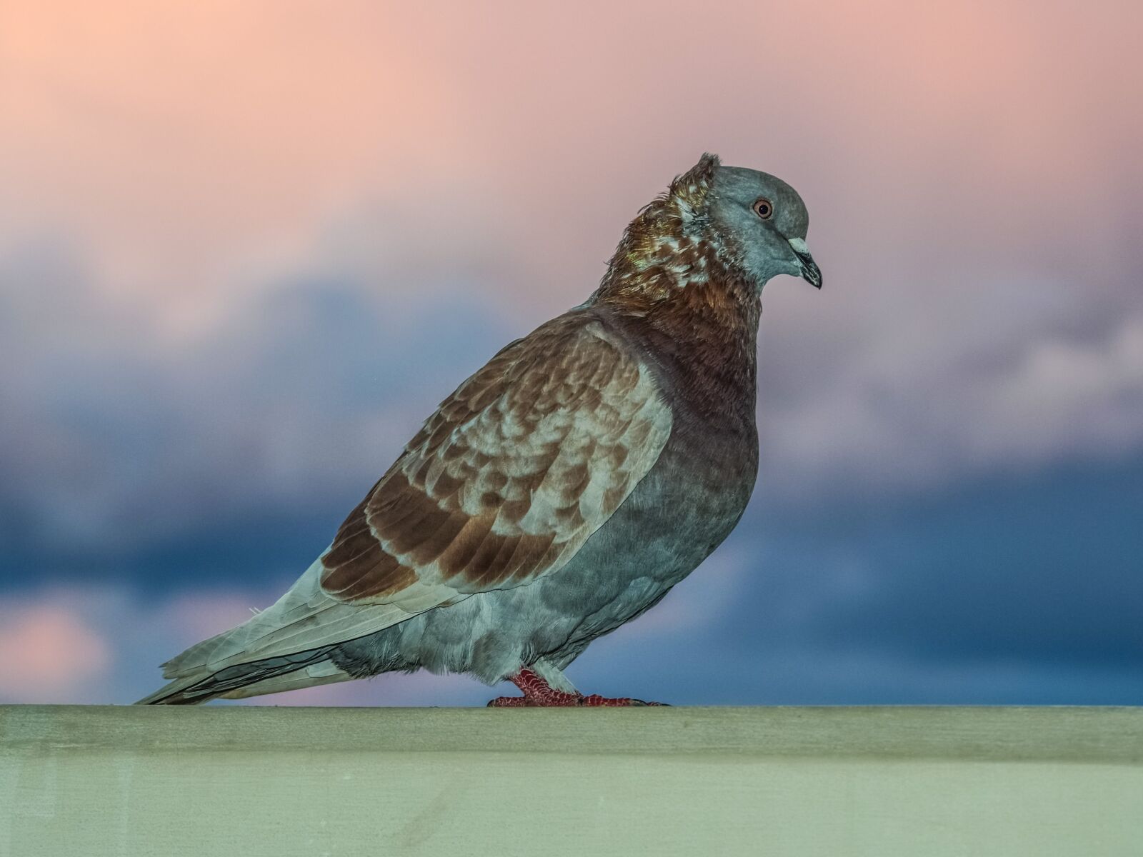 Nikon D3300 sample photo. Pigeon, bird, nature photography