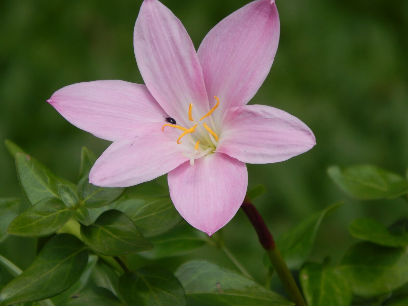 Nikon Coolpix L820 sample photo. Flower, plant, nature photography
