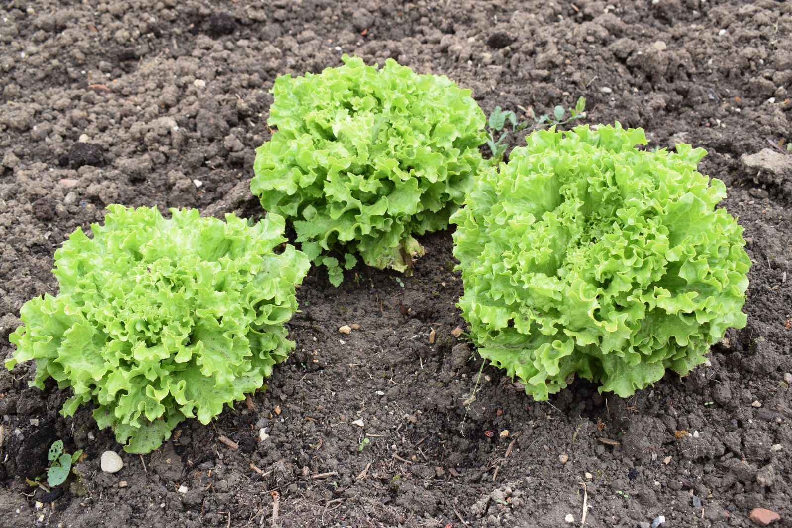 Nikon D3300 sample photo. Lettuce grown, earth, plant photography