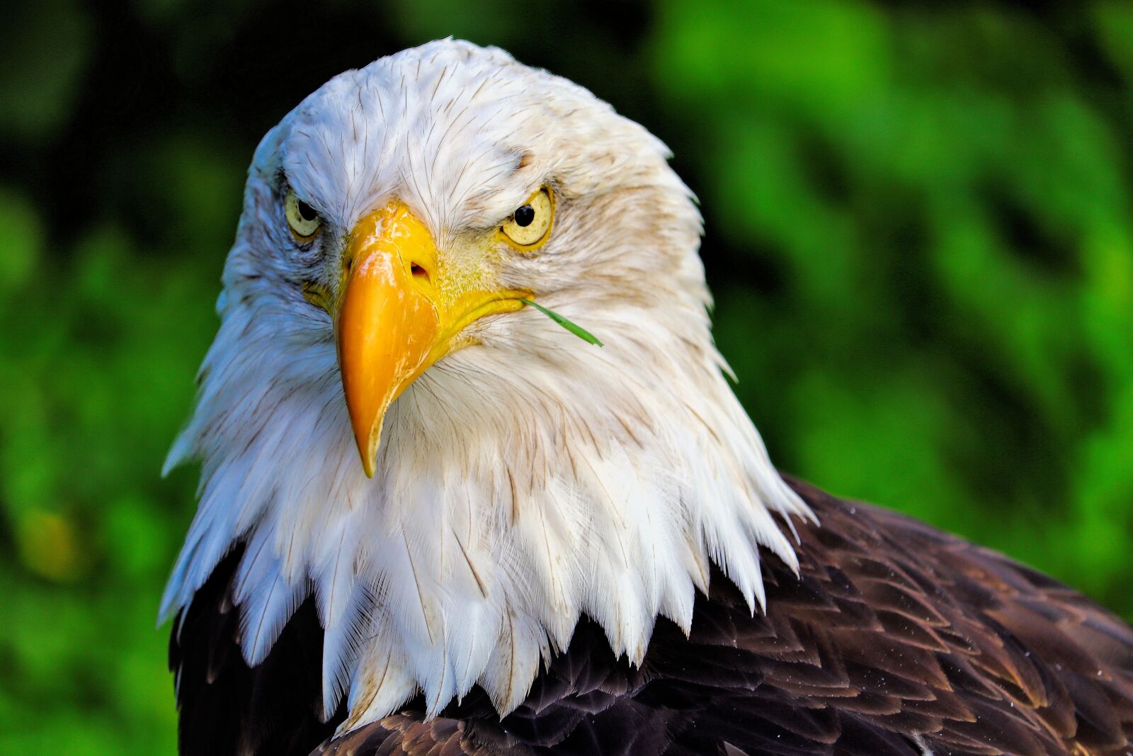 Canon EOS 80D sample photo. Bird, holland, animal photography