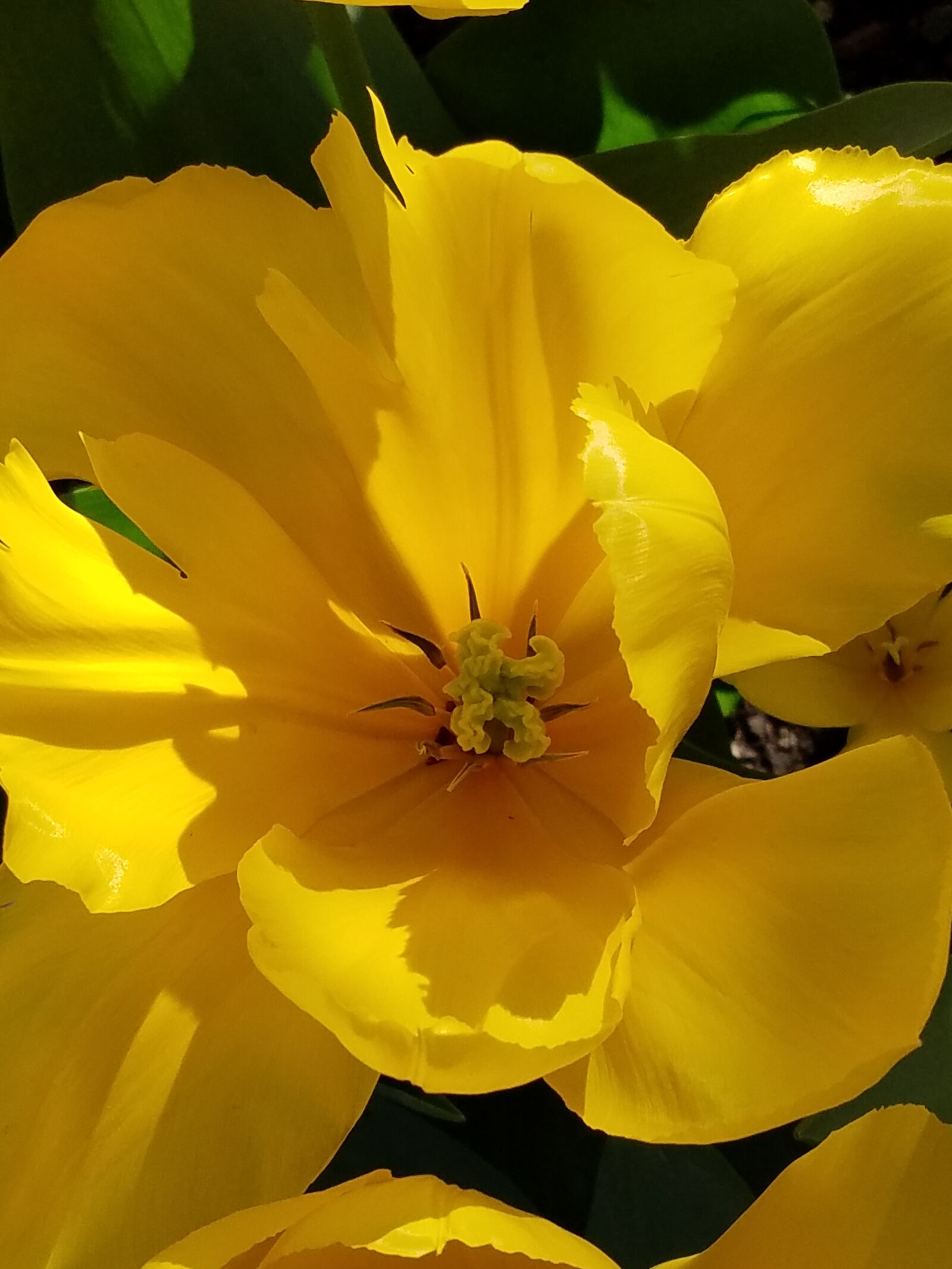 Samsung Galaxy S7 Edge sample photo