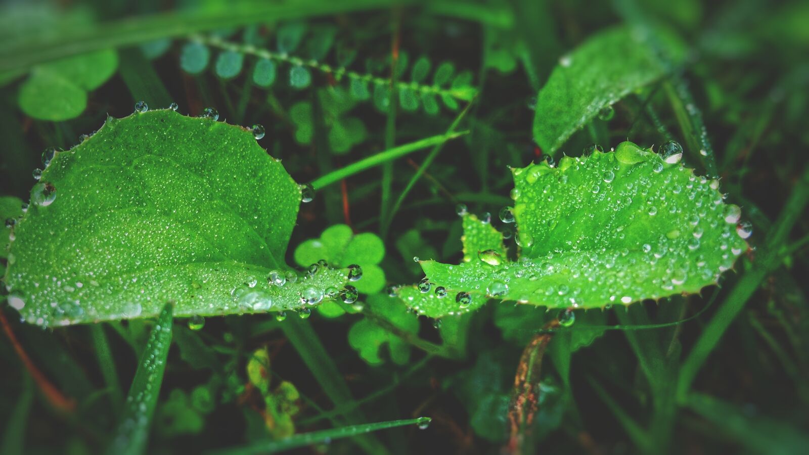 Xiaomi Redmi 4A sample photo. Green leaf, dew drops photography