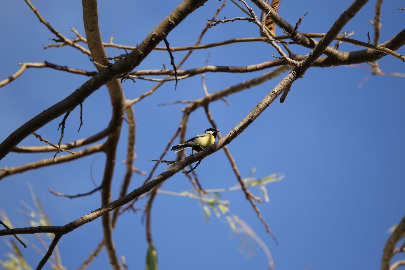 Canon EOS 7D Mark II sample photo. Bird, branches, sky photography