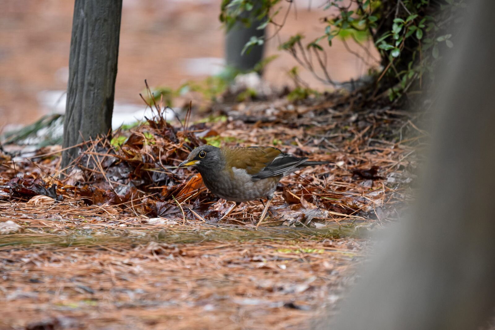 Nikon D7200 sample photo. Animal, forest, wood photography