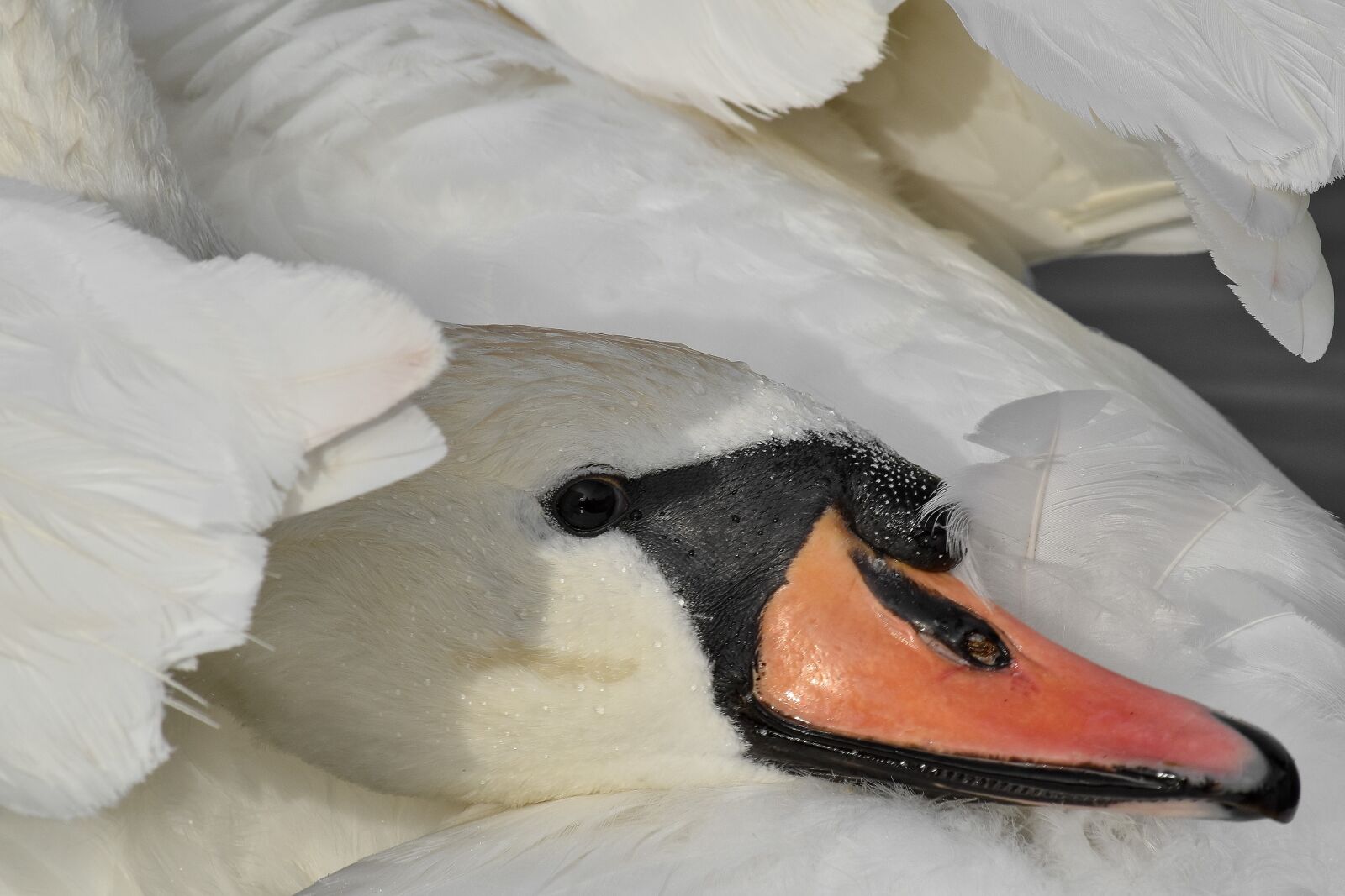 Nikon D5500 sample photo. Beak, eye, feather, head photography