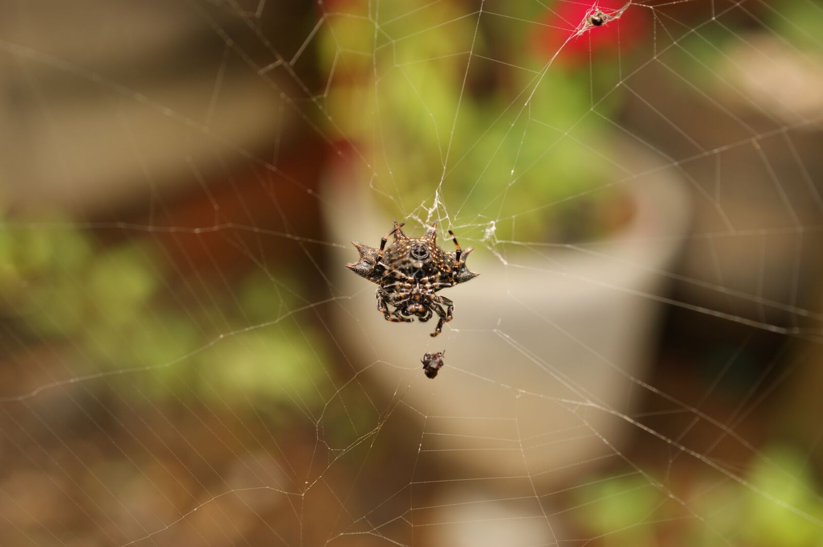 Sony Alpha DSLR-A390 sample photo. Insects, thebaid, quindio photography