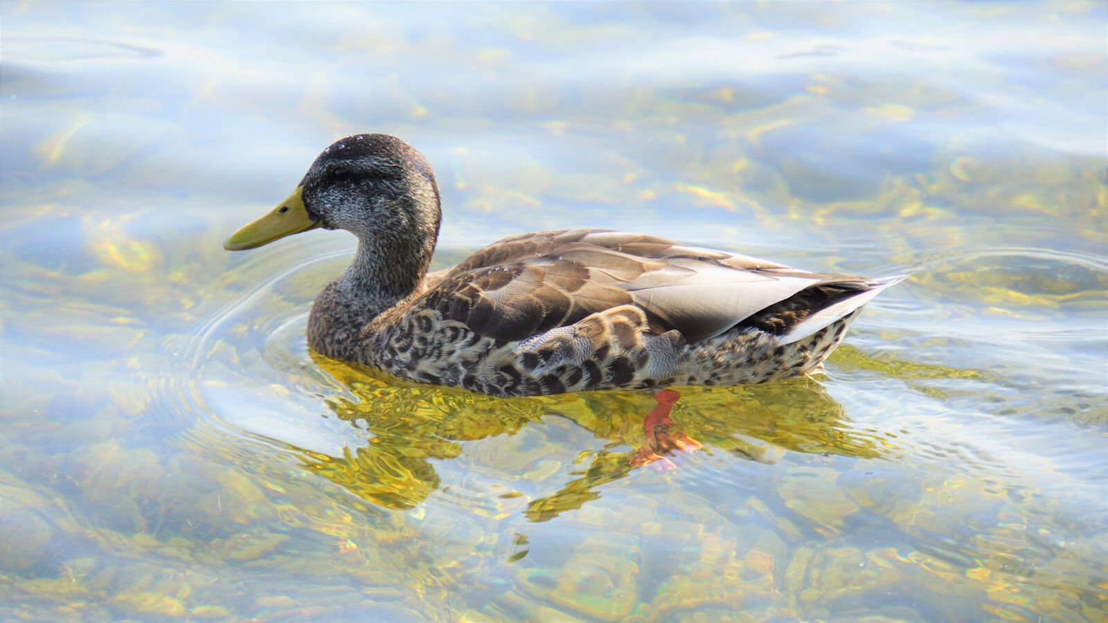 Sony E 18-200mm F3.5-6.3 OSS LE sample photo. Duck, bird, animal photography