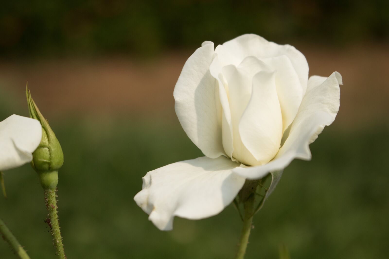 Canon EOS 750D (EOS Rebel T6i / EOS Kiss X8i) sample photo. Flower, white rose, nature photography
