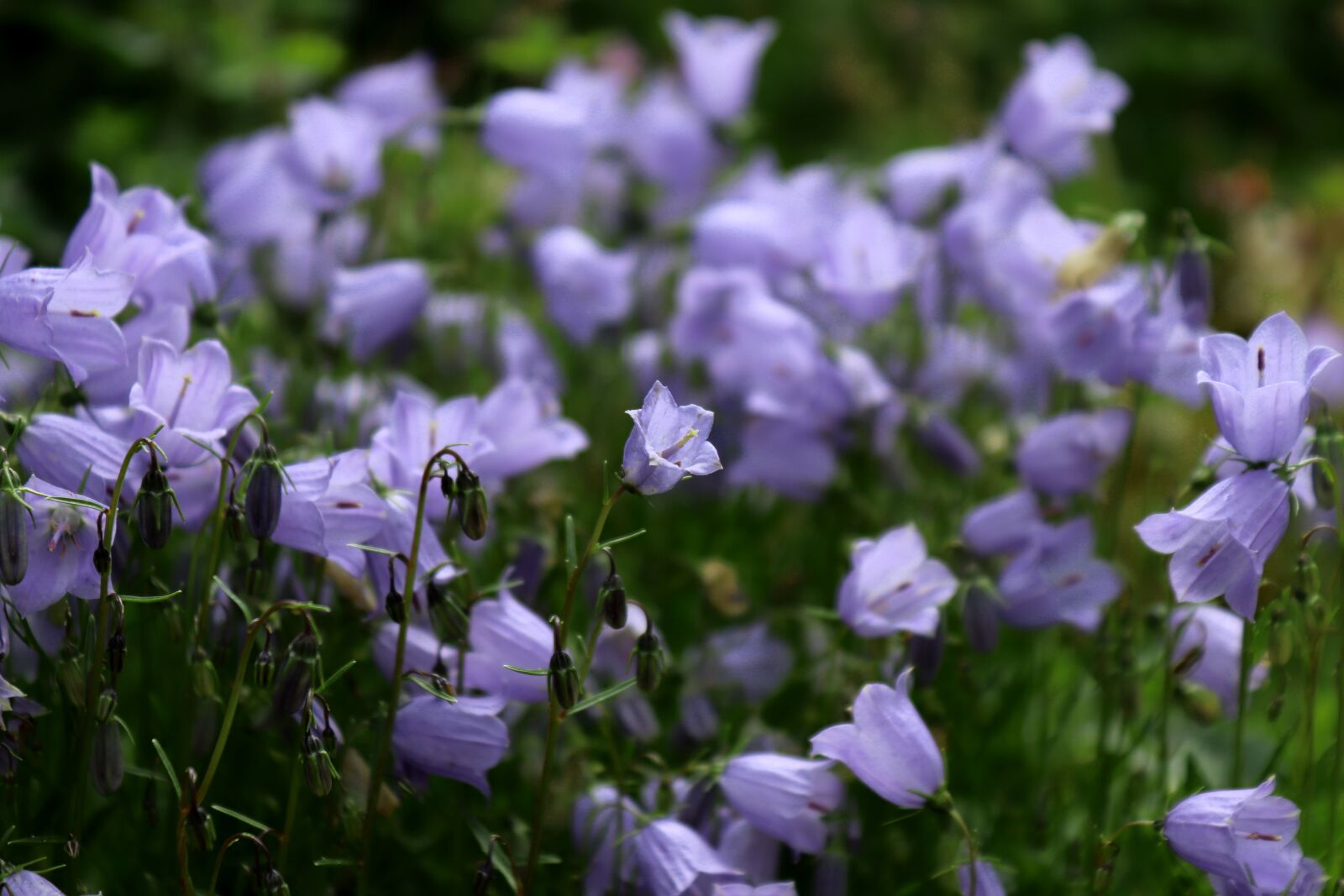 Canon EOS 200D (EOS Rebel SL2 / EOS Kiss X9) sample photo. Flower, bellflower, blossom photography
